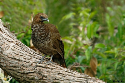 ARACUÀ ESCAMOSO  (Ortalis squamata) 